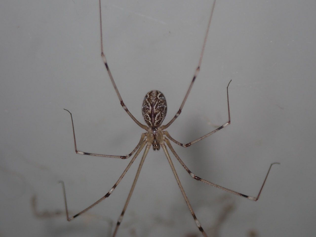 Holocnemus pluchei Holocnemus pluchei